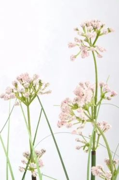 Piante Artificiali>Bizzotto PIANTA ALLIUM C-VASO H90
