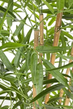 Piante Artificiali>Bizzotto PIANTA BAMBOO C-VASO H155CM