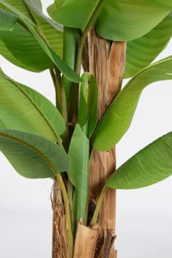 Piante Artificiali>Bizzotto PIANTA BANANO C-VASO 22FOGLIE H240