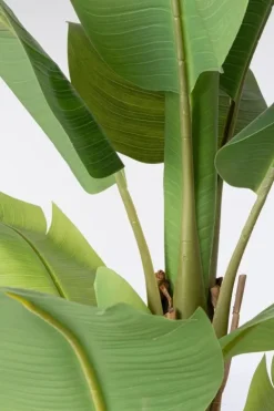 Piante Artificiali>Bizzotto PIANTA BANANO C-VASO 13FOGLIE H150