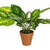 Piante Artificiali>Bizzotto PIANTA DIEFFENBACHIA C-VASO 30FOGLIE H45