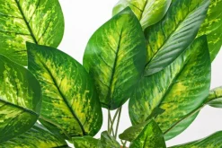 Piante Artificiali>Bizzotto PIANTA DIEFFENBACHIA C-VASO 30FOGLIE H45