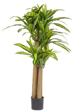 Piante Artificiali>Bizzotto PIANTA DRACAENA C-VASO H150
