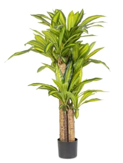 Piante Artificiali>Bizzotto PIANTA DRACAENA C-VASO H130