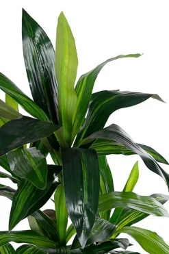 Piante Artificiali>Bizzotto PIANTA DRACANEA C-VASO 65FOGLIE H110