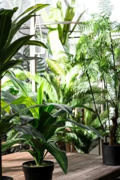 Piante Artificiali><noscript><img width=