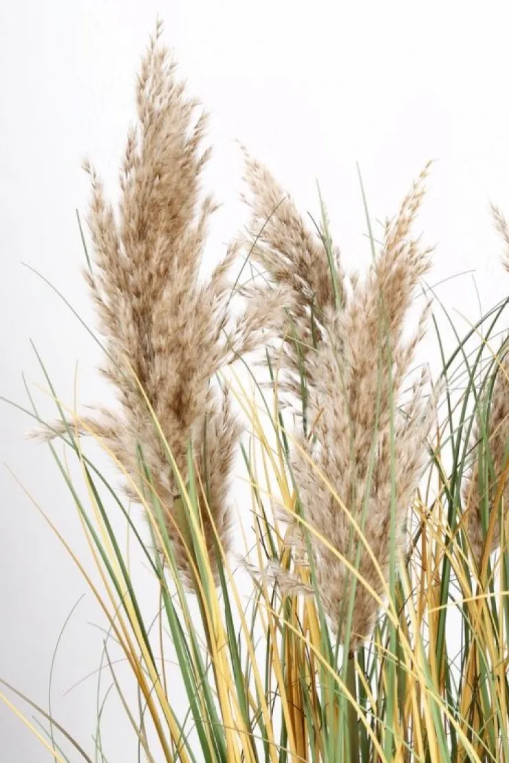 Piante Artificiali>Bizzotto PIANTA GYNERIUM PAMPAS C-VASO H120