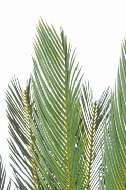 Piante Artificiali>Bizzotto PIANTA PALMA CYCAS C-VASO 28FOGLIE H120