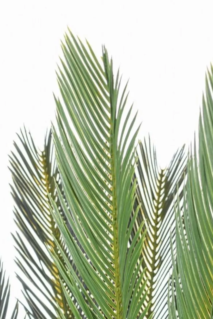 Piante Artificiali>Bizzotto PIANTA PALMA CYCAS C-VASO 28FOGLIE H120