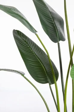 Piante Artificiali>Bizzotto PIANTA STRELITZIA C-VASO 13FOGLIE H235