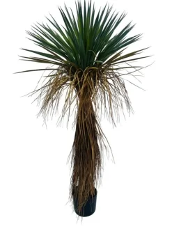 Piante Artificiali>Bizzotto PIANTA YUKKA ROSTATA C-VASO H120