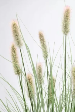 Rami E Corone>Bizzotto RAMO PENNISETUM H100