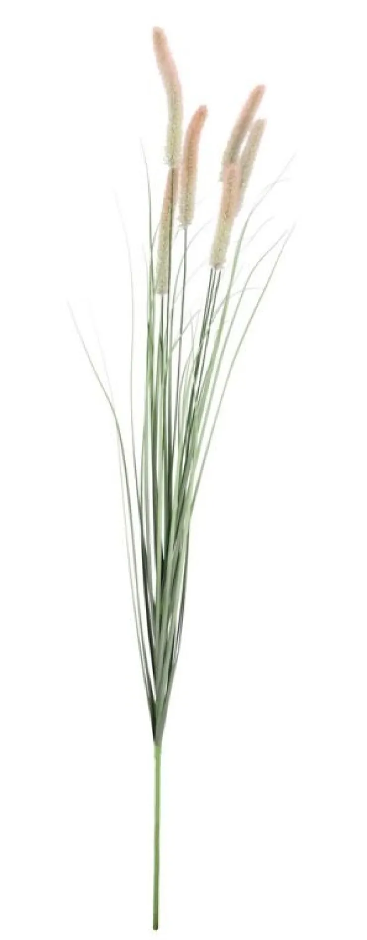 Rami E Corone>Bizzotto RAMO PENNISETUM H150