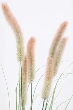 Rami E Corone>Bizzotto RAMO PENNISETUM H150