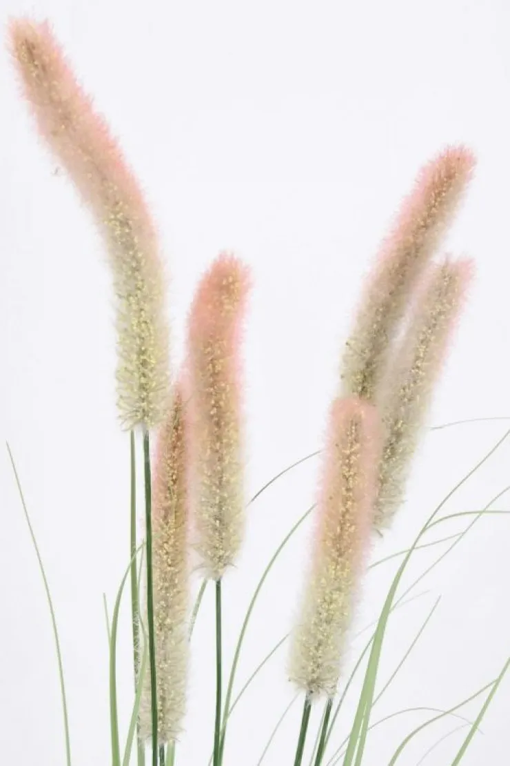 Rami E Corone>Bizzotto RAMO PENNISETUM H150