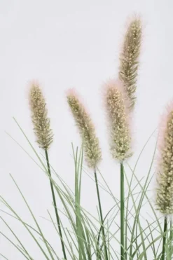 Rami E Corone>Bizzotto RAMO PENNISETUM H60